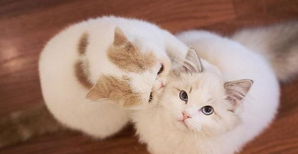 巧妙训练你的猫咪,养猫必看! 巧妙训练你的猫咪,养猫必看!