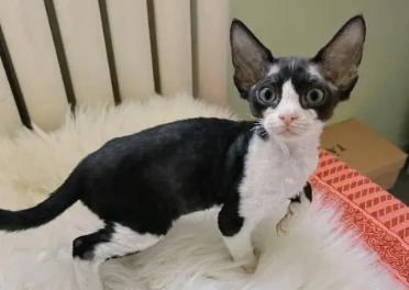 德文怎么配出开脸的猫
