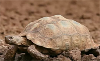 沙漠地鼠龟饲养方法，你们都清楚吗？