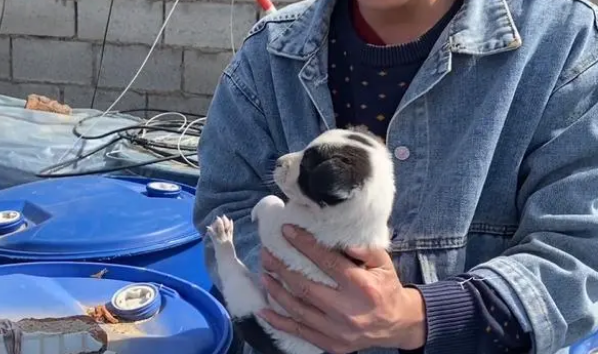 在垃圾桶夹缝中讨生活的小奶狗，懵懵懂懂