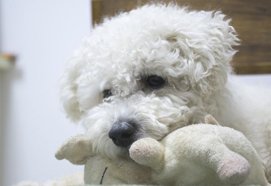 狗狗最希望你能对它做的几件事，你能同意吗？