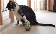 猫咪训练的四点要素，让猫呼之即来的方法！