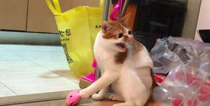我的猫爱咬我怎么办 我的猫爱咬我怎么办