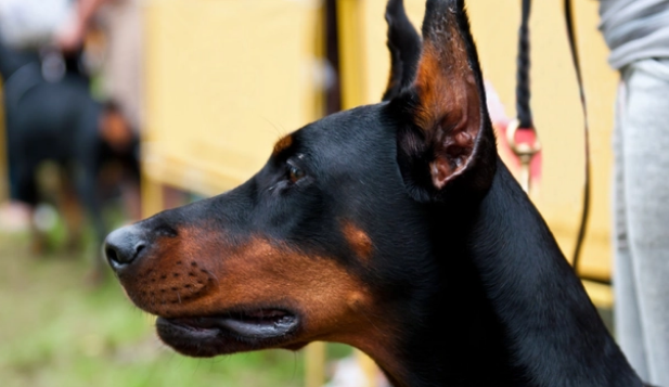 为何杜宾犬渐渐地退出宠物圈 为何杜宾犬渐渐地退出宠物圈