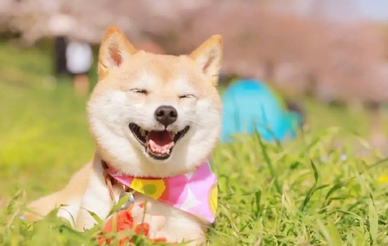 老年人养柴犬有哪些好处呢？你知道吗？