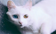 白色异瞳猫的神秘寓意