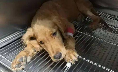 狗狗得了血栓会怎么样