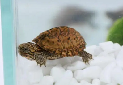 不知道虎纹麝香龟和巨头麝香龟哪个好?看这里 不知道虎纹麝香龟和巨头麝香龟哪个好?看这里