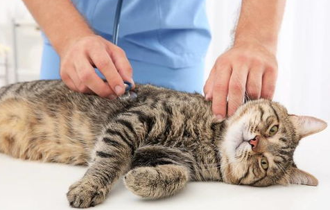 宠物猫心丝虫病的症状及对危害有哪些？