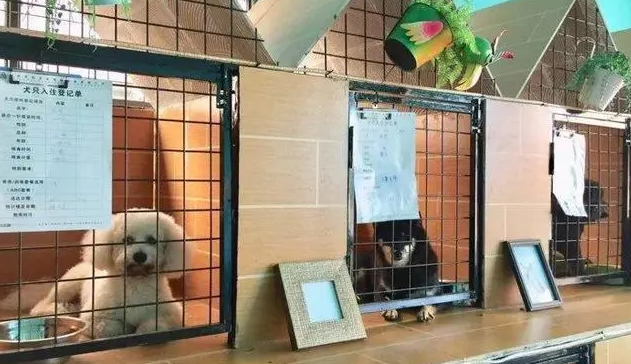 西宁宠物寄养多少钱一天