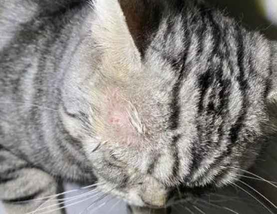 猫猫长癣是什么样子啊