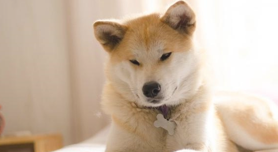 秋田犬洗澡有注重，搞好下边几个方面使你的狗狗身心健康又整洁