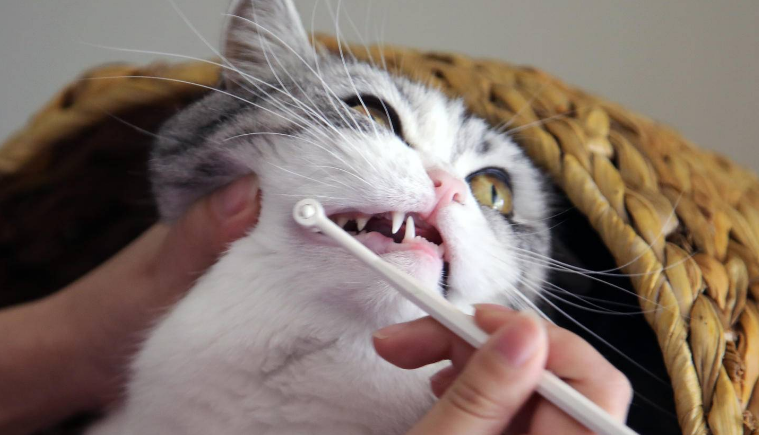 猫咪为什么喜欢舔牙刷