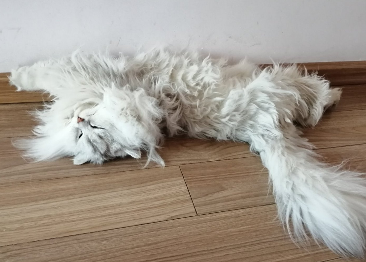 长毛猫毛发打结严重怎么办啊