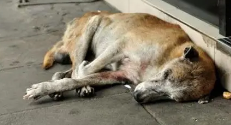 狗狗临死前的15个征兆 狗狗临死前的15个征兆
