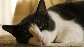 猫咪得抑郁症怎么办？