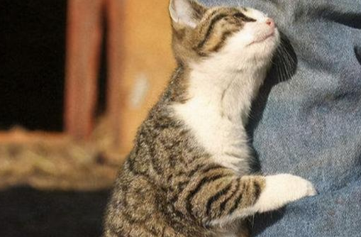 猫猫行为|猫咪喜爱主人的14个表现