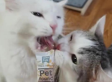小猫咪为什么会咬大猫咪呢