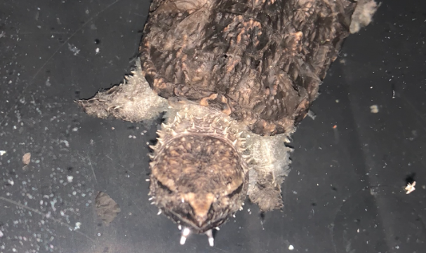 养龟知识:中美拟鳄龟要加温吗? 养龟知识:中美拟鳄龟要加温吗?