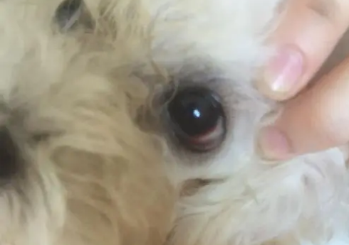 狗狗眼角上为什么老有血痕 狗狗眼角上为什么老有血痕