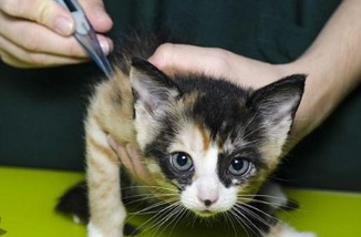 猫咪量体温夹后腿的正确方法 猫咪量体温夹后腿的正确方法
