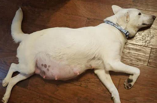 狗怀孕最晚多少天下崽