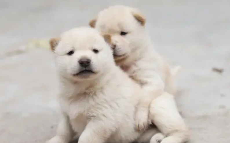 新生幼犬如何科学护理？