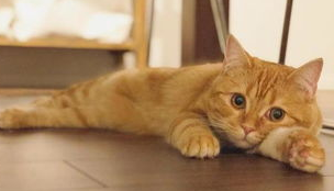 猫咪多囊肾病是遗传病吗？猫咪多囊肾病应该怎么治疗？