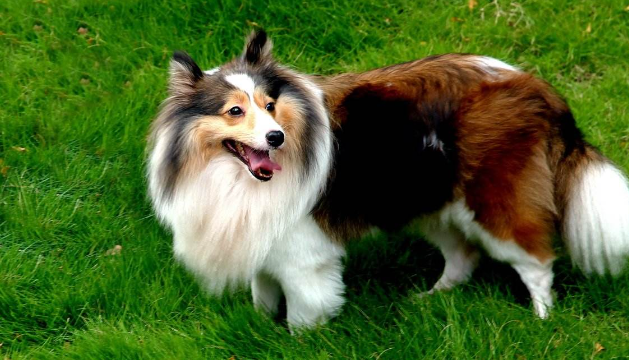 如何训练苏格兰牧羊犬握手？训练苏格兰牧羊犬握手方法！