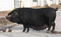 长得最快的黑猪品种
