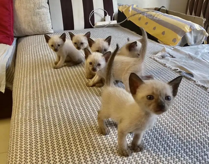 暹罗猫常见病有哪些？常见病的治疗方法是什么？