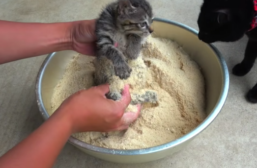 猫咪被裹上米糠粉,明显是摊上事了,了解后才知道是在帮它 猫咪被裹上米糠粉,明显是摊上事了,了解后才知道是在帮它