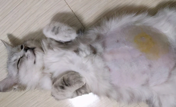 猫传腹吃传福大师有效果吗