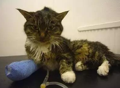 饲养科普：春季猫瘟何如防治？