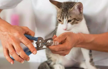 小猫多大可以剪指甲啊？