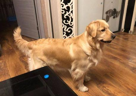 那样喂养金毛犬只会害了它！喂养七大忌讳，你犯了哪一个？