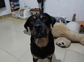 普罗特犬全国价格