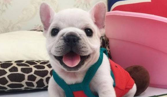 法国斗牛犬饲养攻略:这个小可爱有点不好照顾。 法国斗牛犬饲养攻略:这个小可爱有点不好照顾。