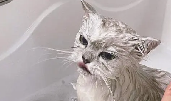 猫咪第一次去宠物店洗澡