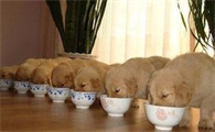幼犬出生后，饮食照顾应注意些什么？