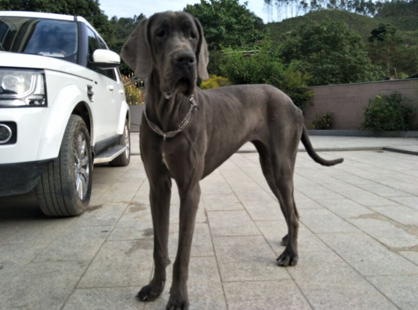 大丹犬价格多少钱一只 大丹犬价格多少钱一只