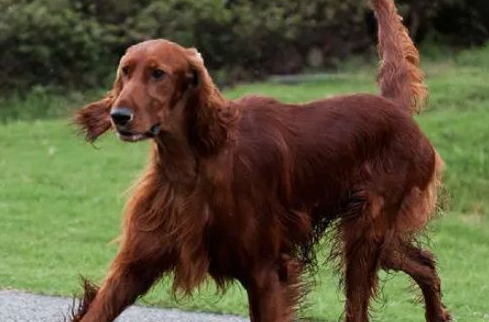 爱尔兰雪达犬掉毛吗?怎样护理爱尔兰牧羊犬的毛发? 爱尔兰雪达犬掉毛吗?怎样护理爱尔兰牧羊犬的毛发?
