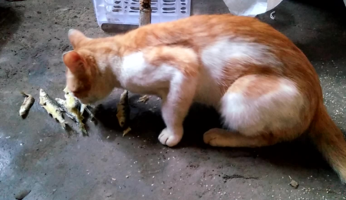 猫咪为什么要吃小猫的大便