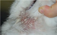 猫过敏性皮肤炎是为什么?
