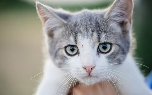 怎样了解猫的内心状态？解读猫咪想表达的意思！