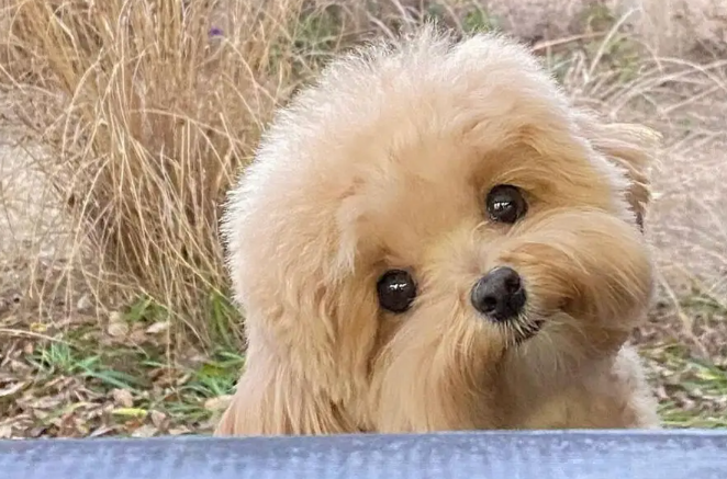 狗狗常做的8种姿势含意，许多宠主不清楚
