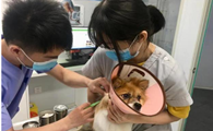 狗狗打芯片怎么打