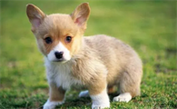 如何照顾好初生仔犬
