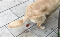 狗拉血但是状态很好怎么回事