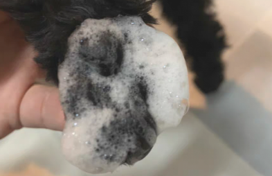 狗狗爪子脏,使用洗爪商品真的有用吗?评测几种洗爪神器 狗狗爪子脏,使用洗爪商品真的有用吗?评测几种洗爪神器